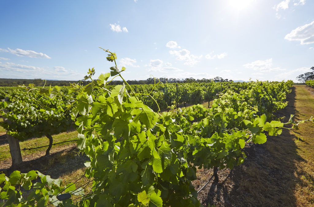 The vines at Lovedale Smokehouse Cafe. Photo: Destination NSW