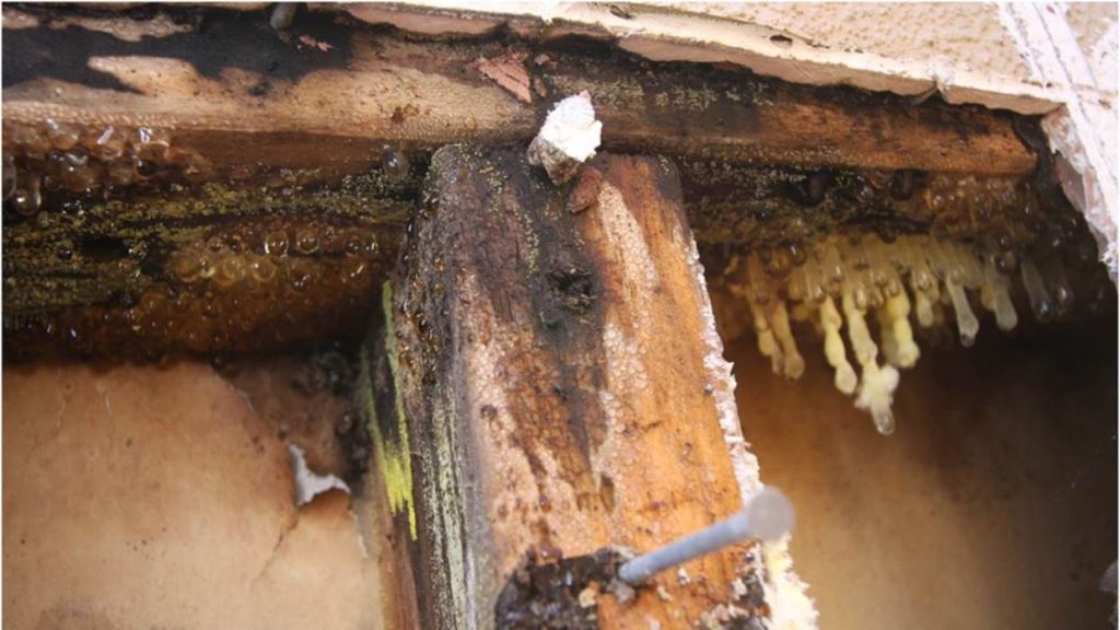 Mould found inside the walls of a leaky home. Photo: Stuff
