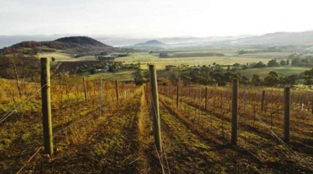 Barossa Valley's oldest grower Schild offloads vineyard