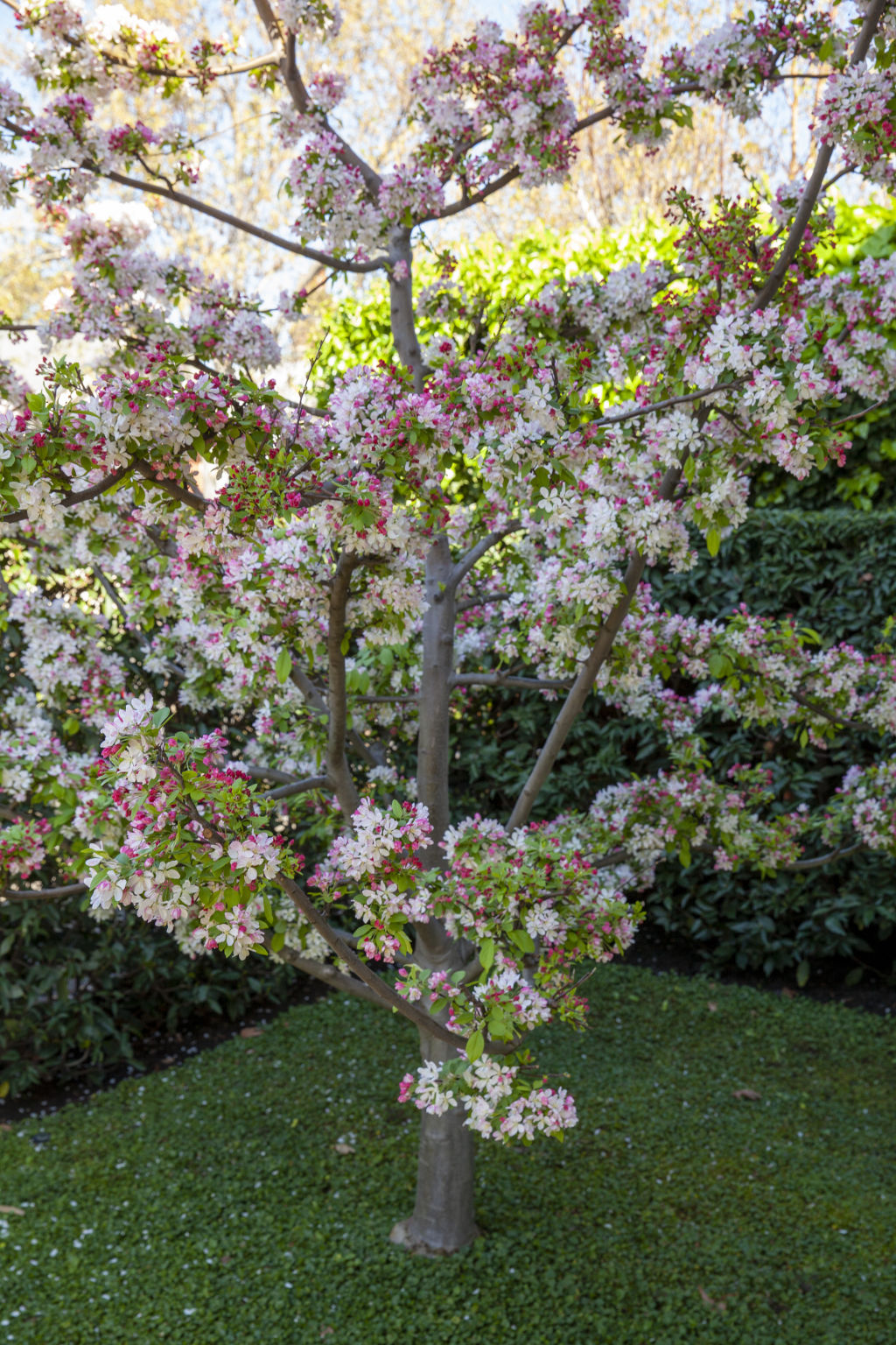 The white garden has four high grafted Malus sargentii.  Photo: Simon Griffiths