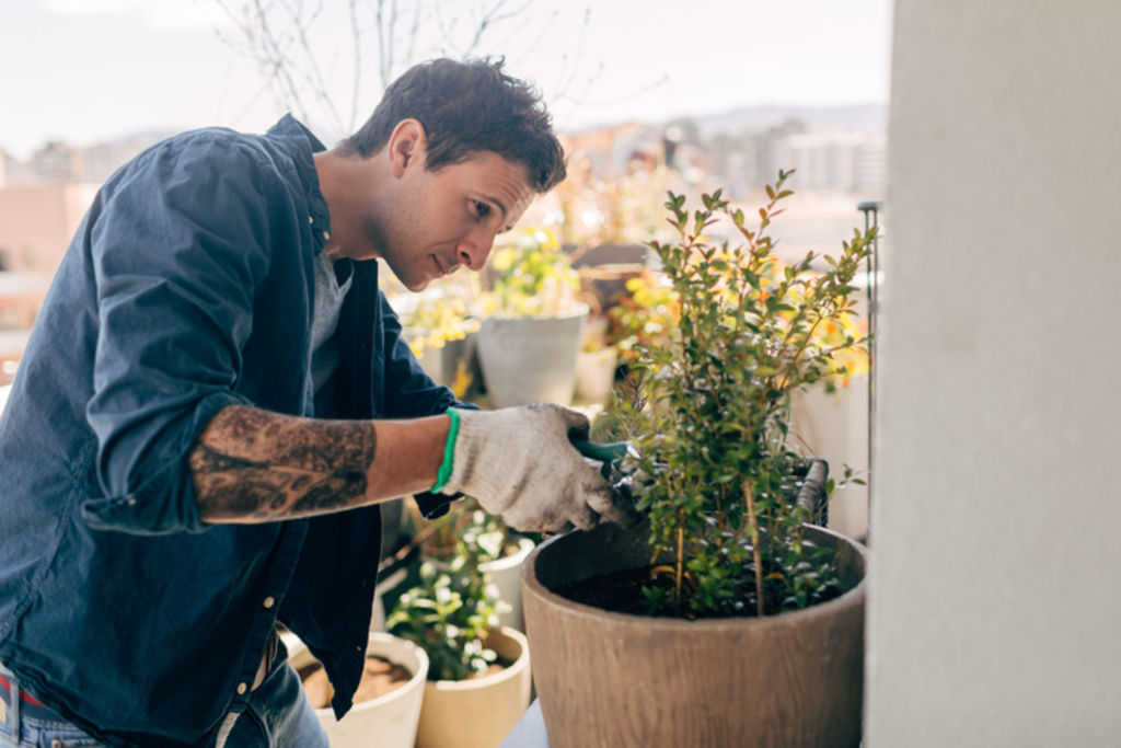 If a sun-loving plant is in cheap potting mix stuck under an eave in the shade it is bound to fall prey to pests and disease in no time. Photo: iStock