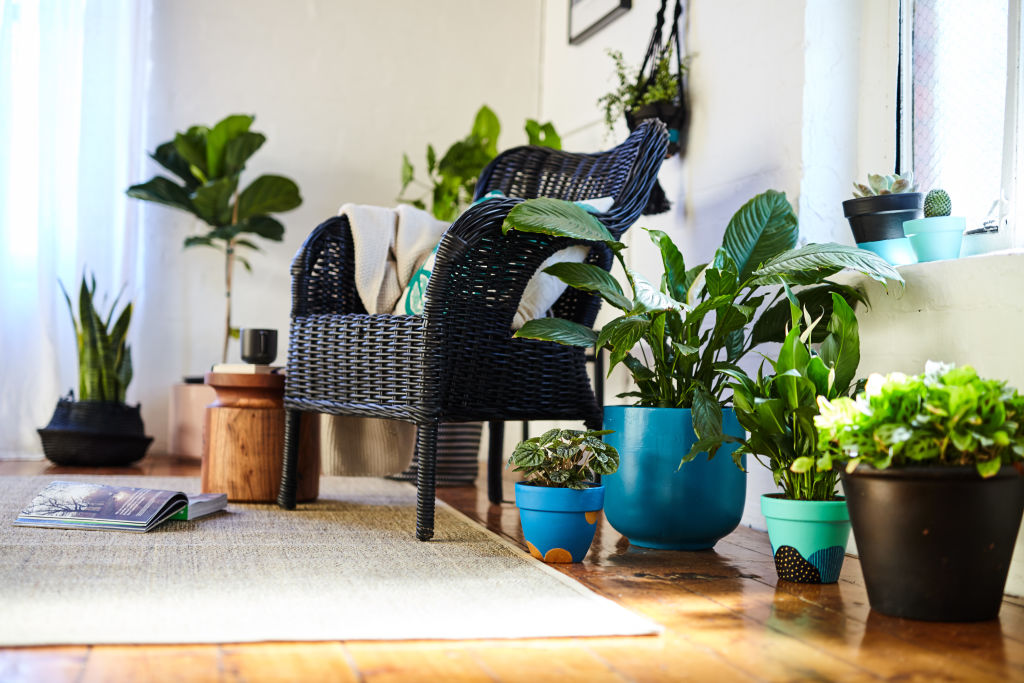 Adding plants can help soften sounds.