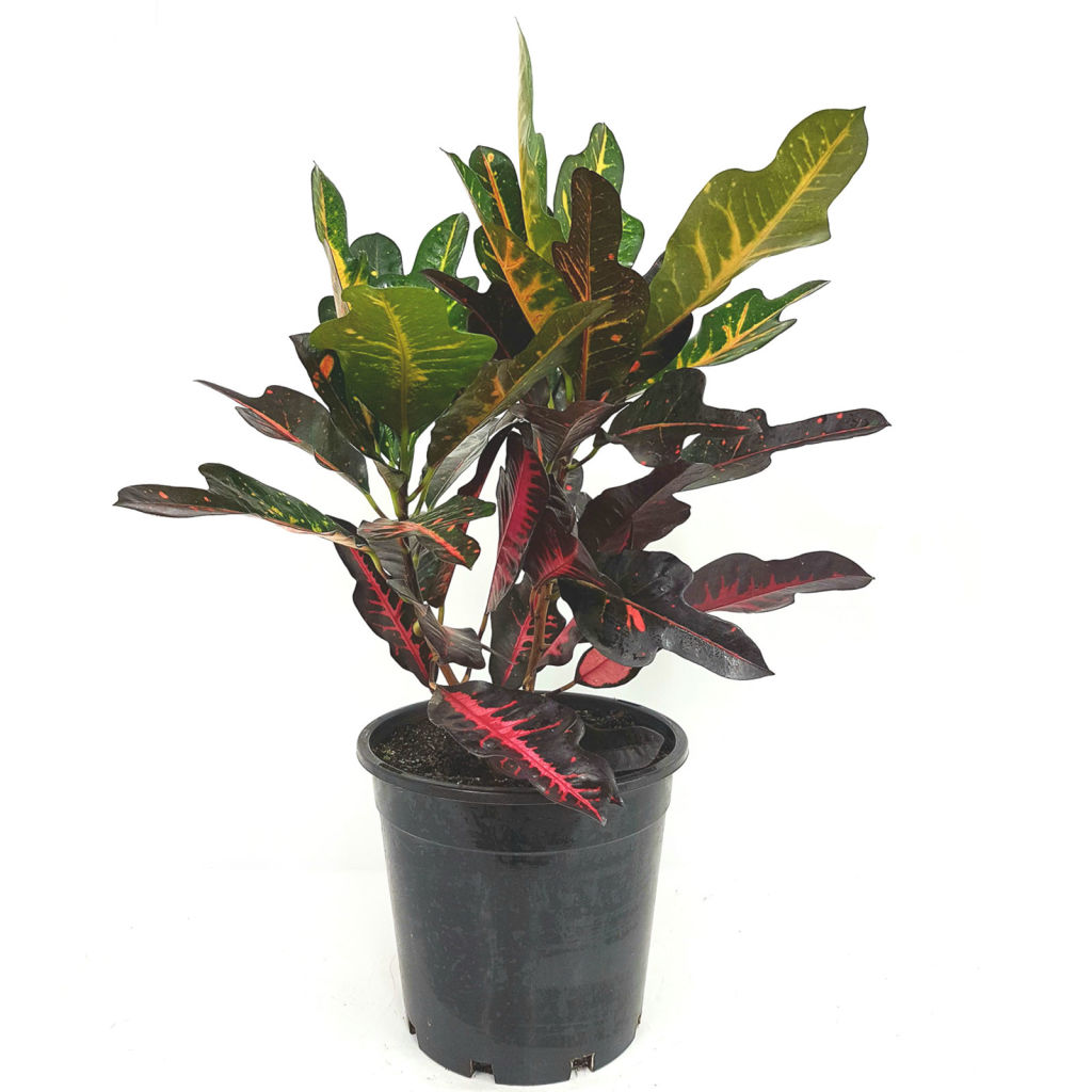 The Croton is one of the most bought plants in the hot, humid climate of NT. Photo: Bunnings