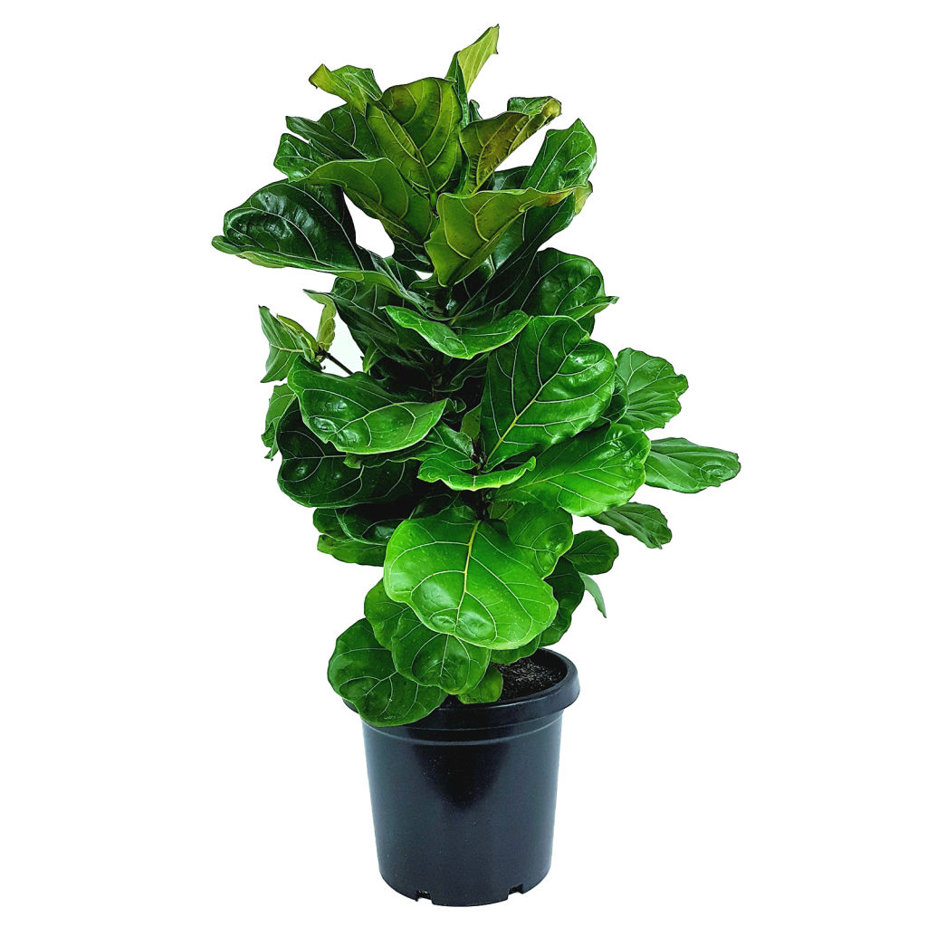 The fiddle leaf is also great for warmer climates and humid weather. Photo: Bunnings