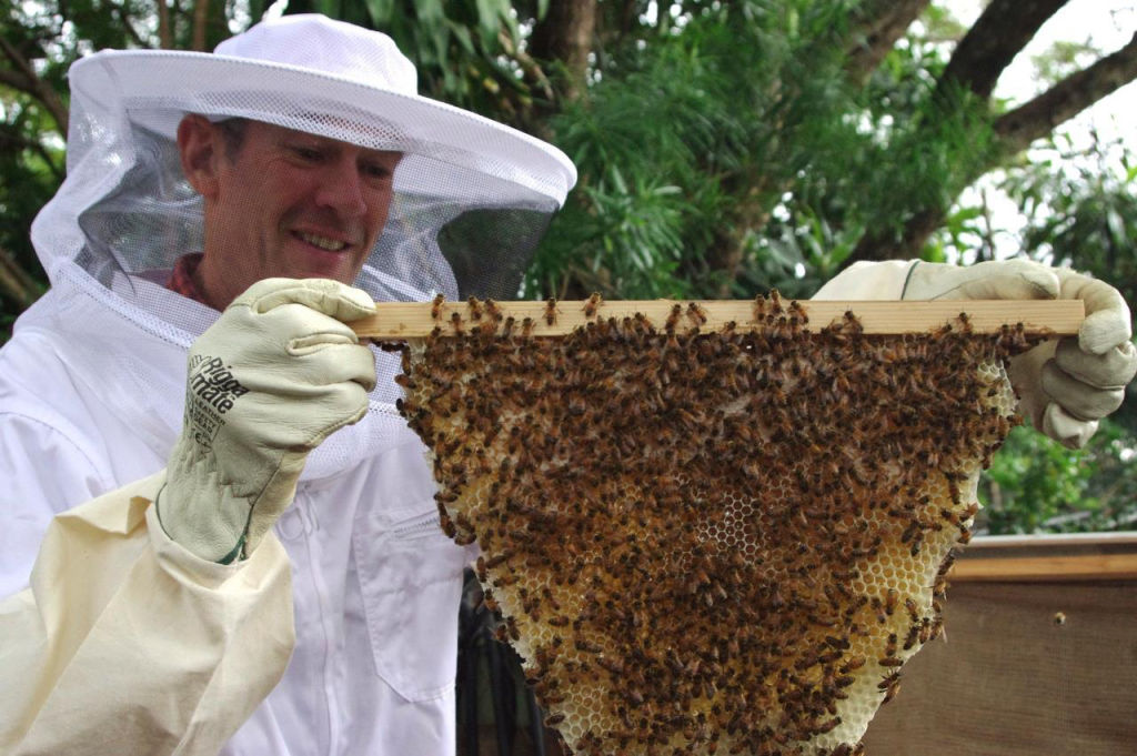 Paul Wood’s business Brisbane Backyard Bees also started very organically. Photo: Brisbane Backyard Bees