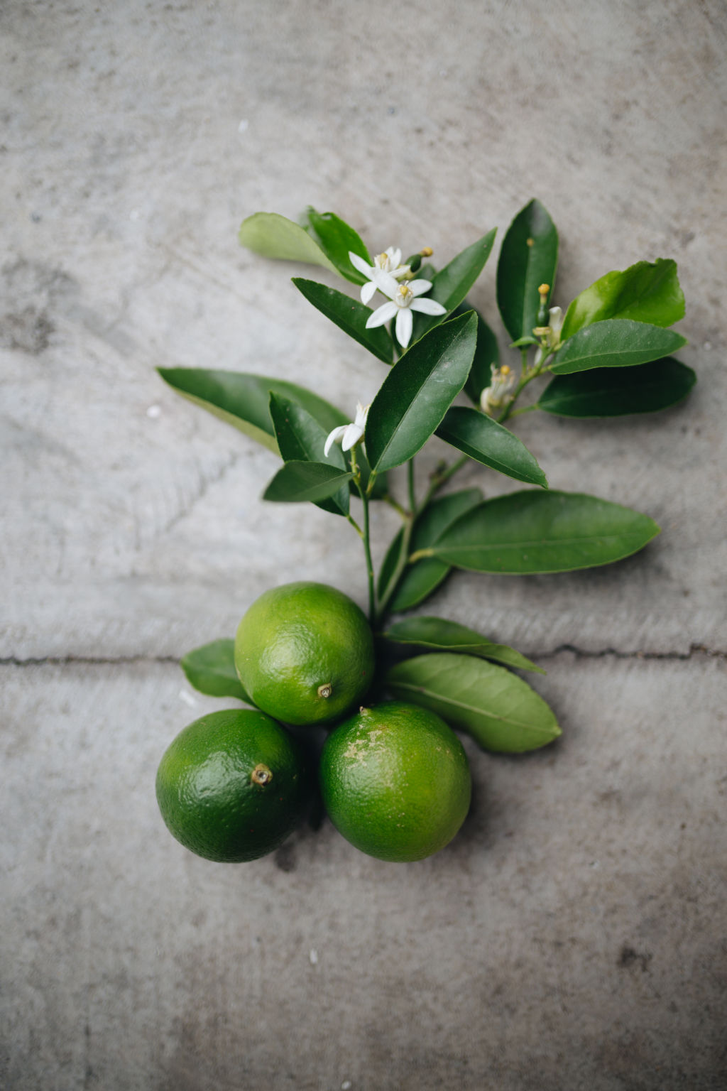 When you purchase a citrus tree from a nursery, it will have been grafted onto a more favourable citrus rootstock species. Photo: Alex Carlyle