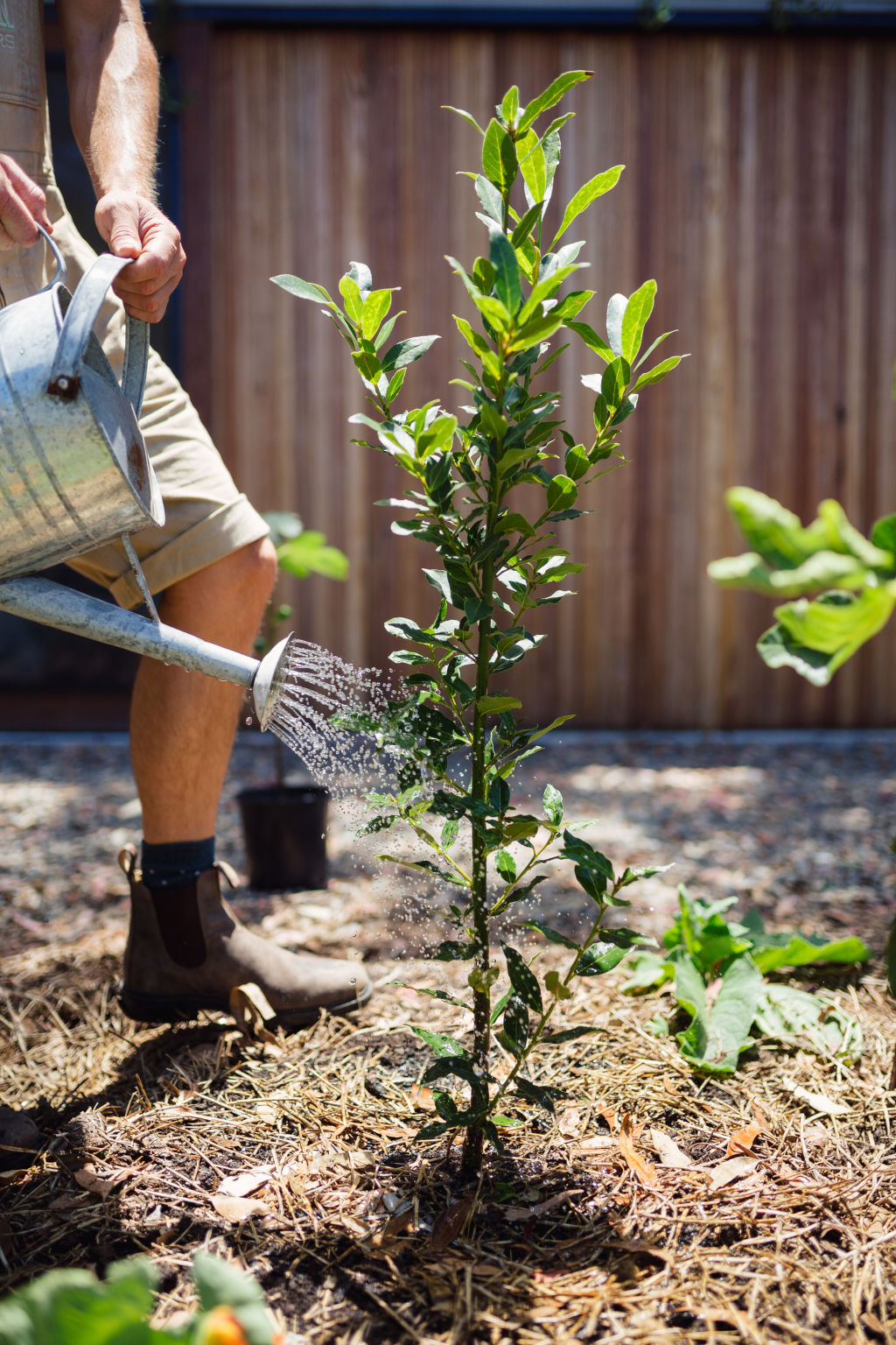 It’s a given that the hose won’t reach everywhere so make sure you have a watering can on hand. Photo: Alex Carlyle