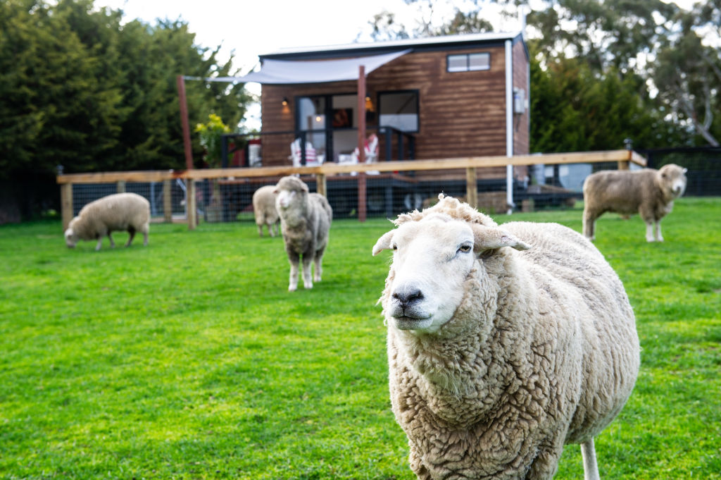 Weet-Bix and a pat: The tiny houses that come with 500 rescued animals