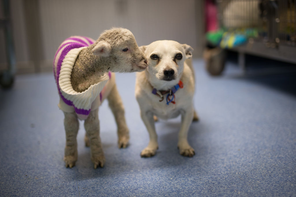 The animals are given coats if it's cold. Photo: Supplied