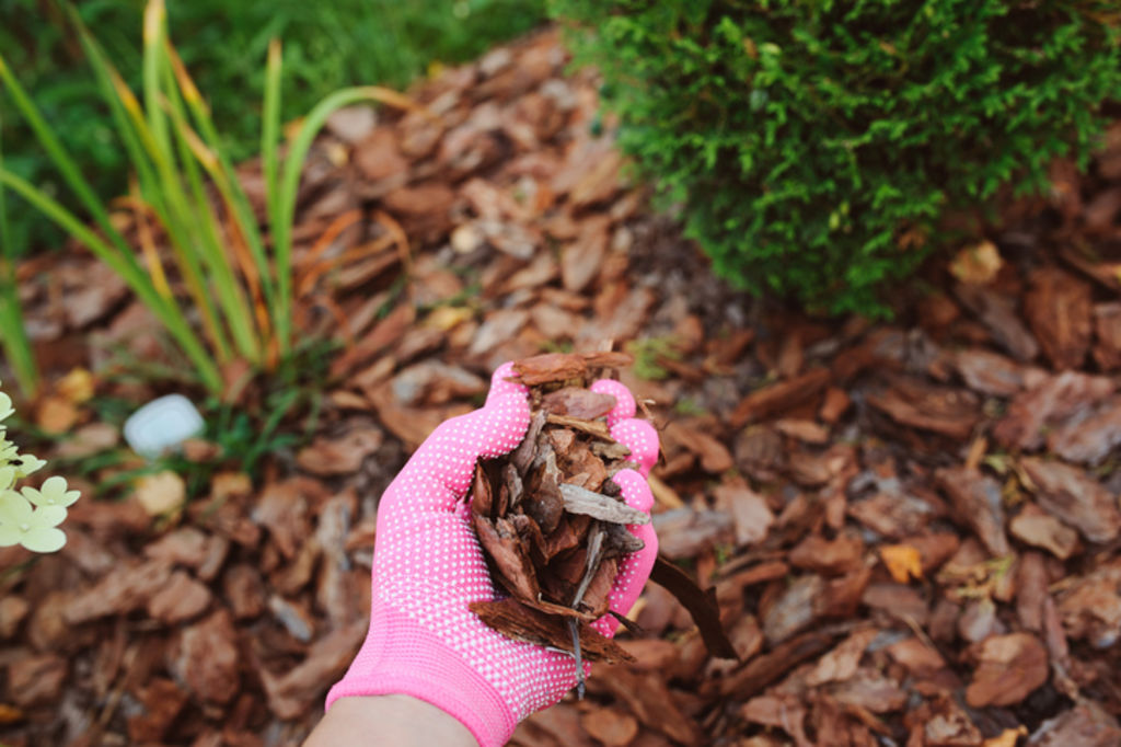 Native gardens require little to no maintenance. Photo: Brisbane City Council