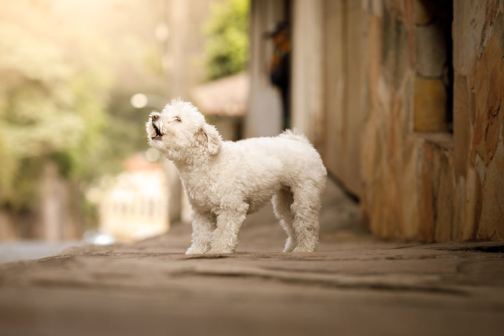 A dog barking.