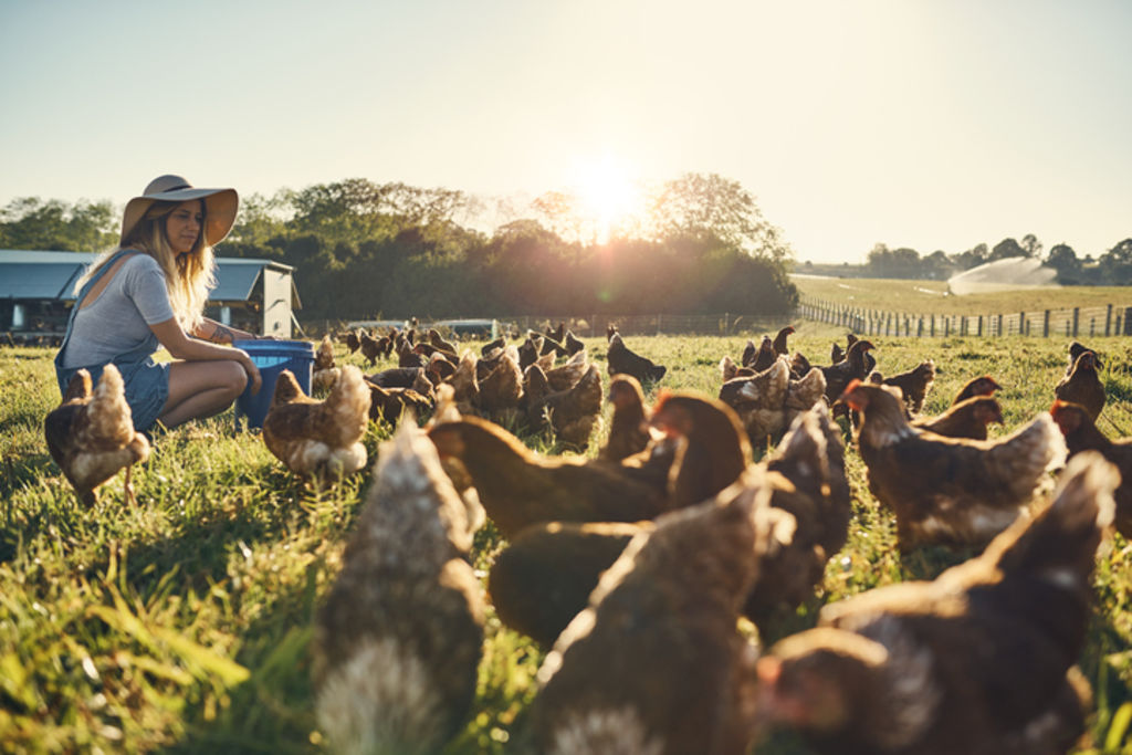 If my soon-to-arrive guests were allergic to feathers, what would this place do to them? Photo: iStock