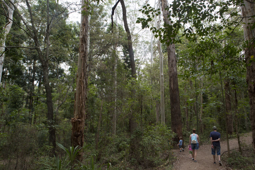 Mark grew up in Sydney’s Hills District. Pictured: The Cumberland State Forest. Photo: Quentin Jones