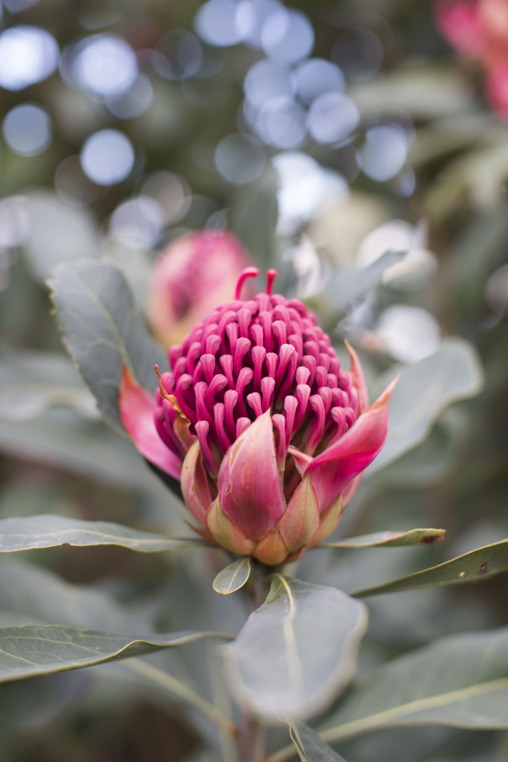 Kee's waratahs. Photo: Anna Kucera