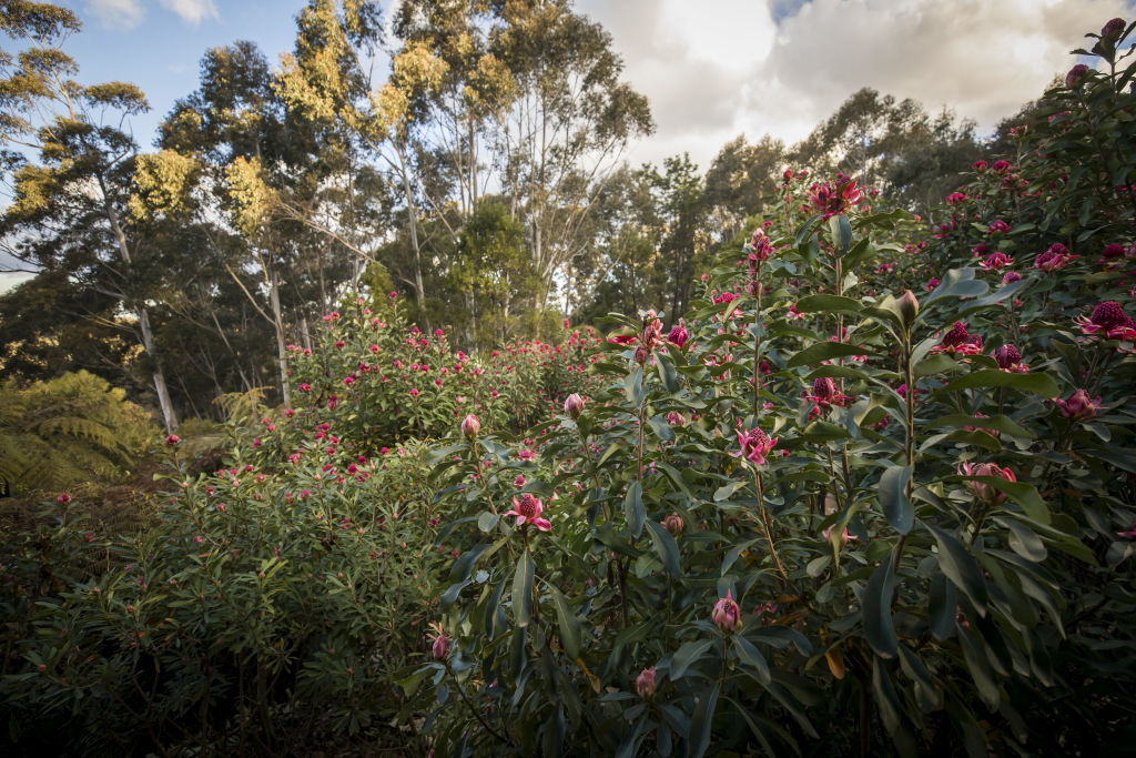 Kee's garden has over 2000 waratahs. Photo: Anna Kucera