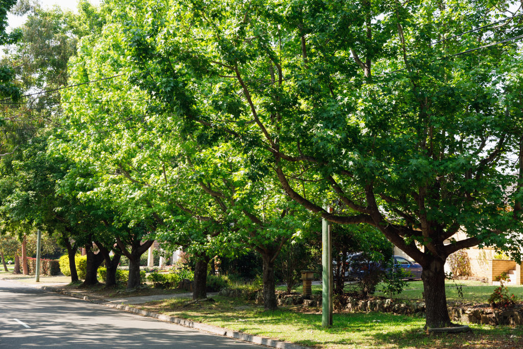 You can expect most houses in Castle Hill to sit between $1.1 million and $4 million or more. Photo: Steven Woodburn