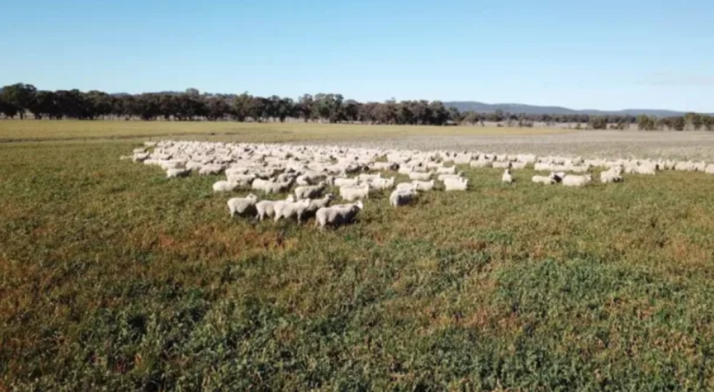 Merino farmer buys historic Emrose offering 'higher rainfall'