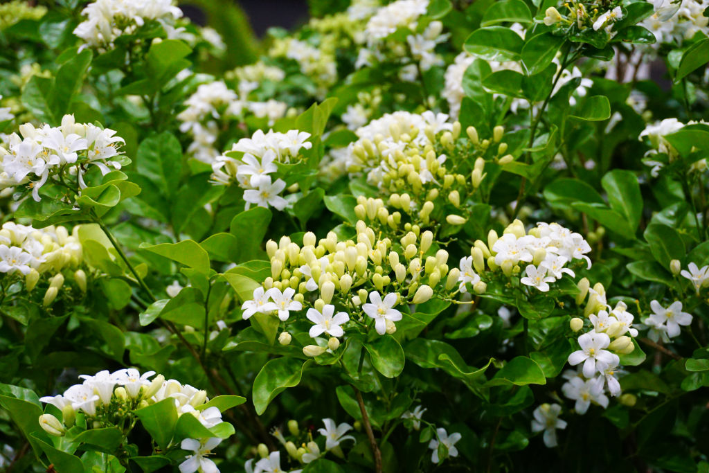 Murraya is commonly used as a flowering hedge. Photo: iStock