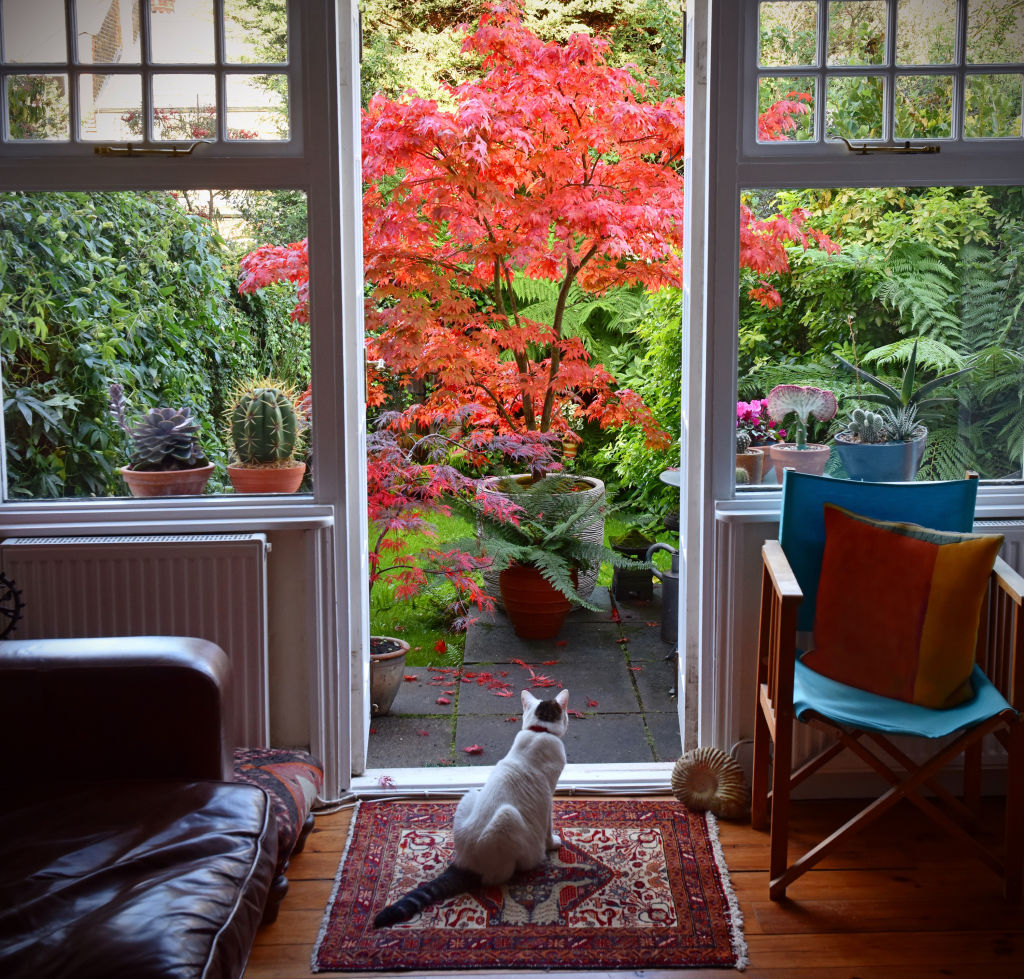 Japanese maples are known for their striking colours and delicate foliage. Photo: iStock