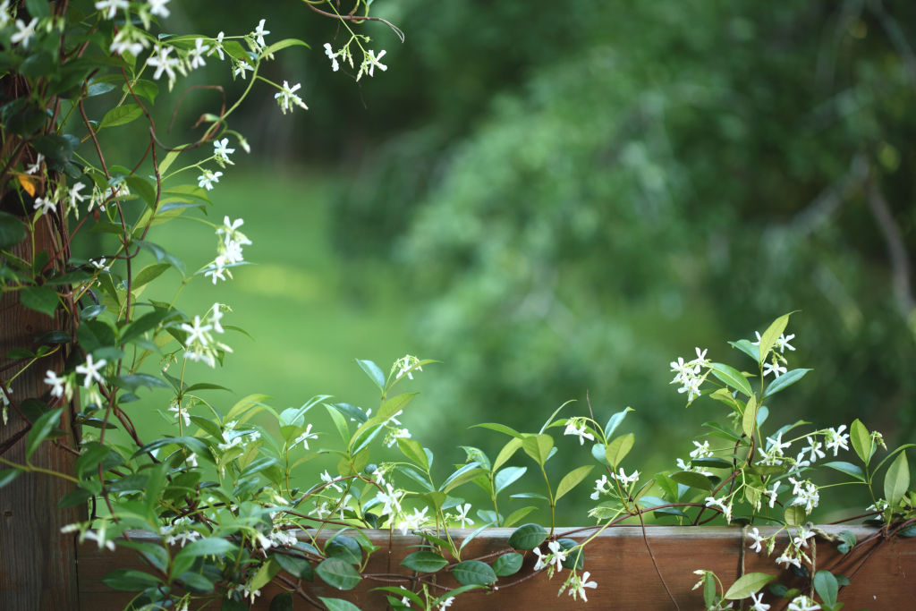 Star jasmine can be trained to grow along fences. Photo: iStock