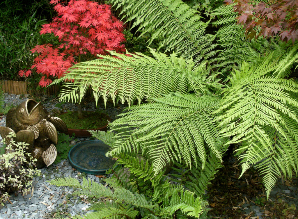 Tree ferns add a rainforest feel to gardens. Photo: iStock