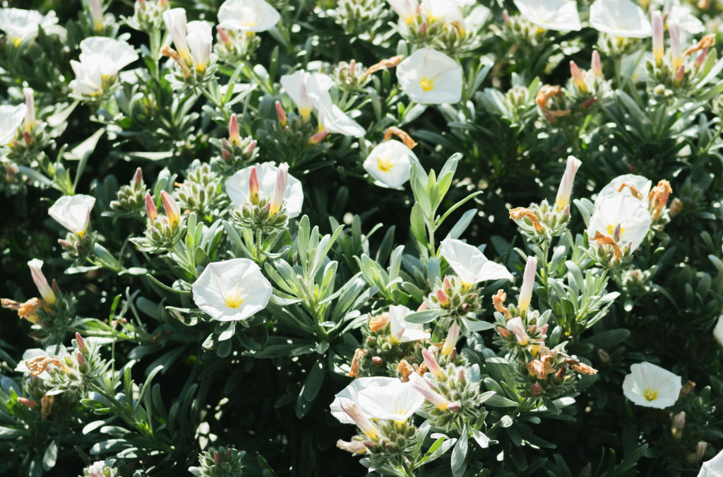 Silver Bush grows almost anywhere and can tolerate drought. Photo: iStock