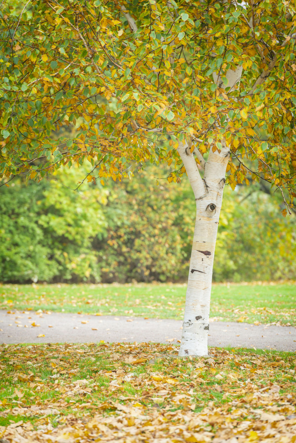 Birch trees work well as a single specimen or as a group. Photo: iStock