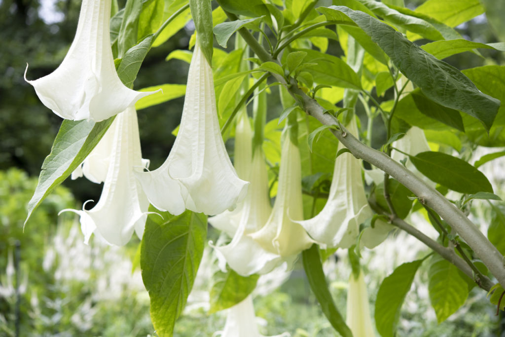 Angel's Trumpet flowers often, with delicate scented blossoms. Photo: iStock