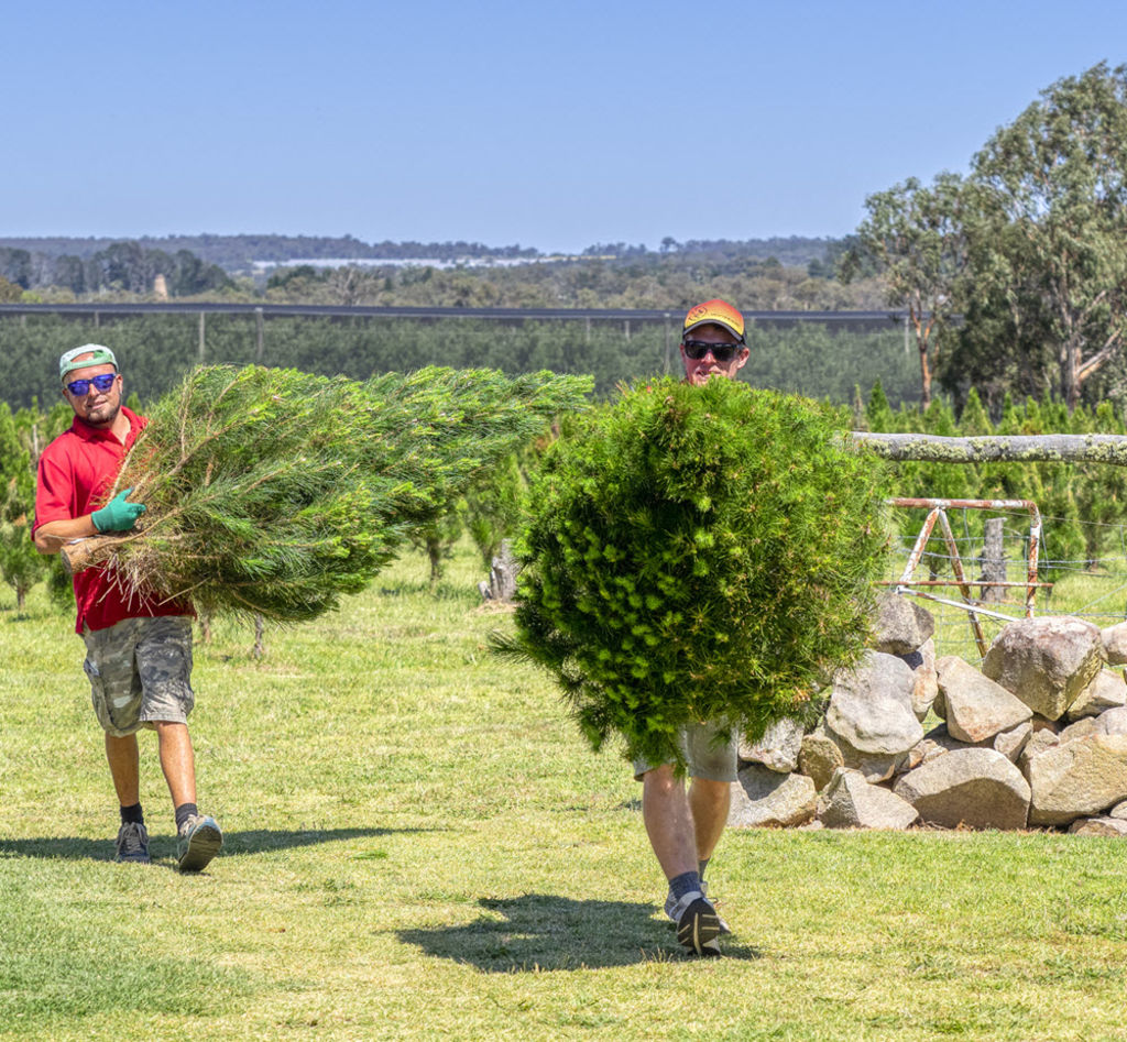 How one couple built a popular Christmas tree farm outside Stanthorpe, in Queensland’s wine country