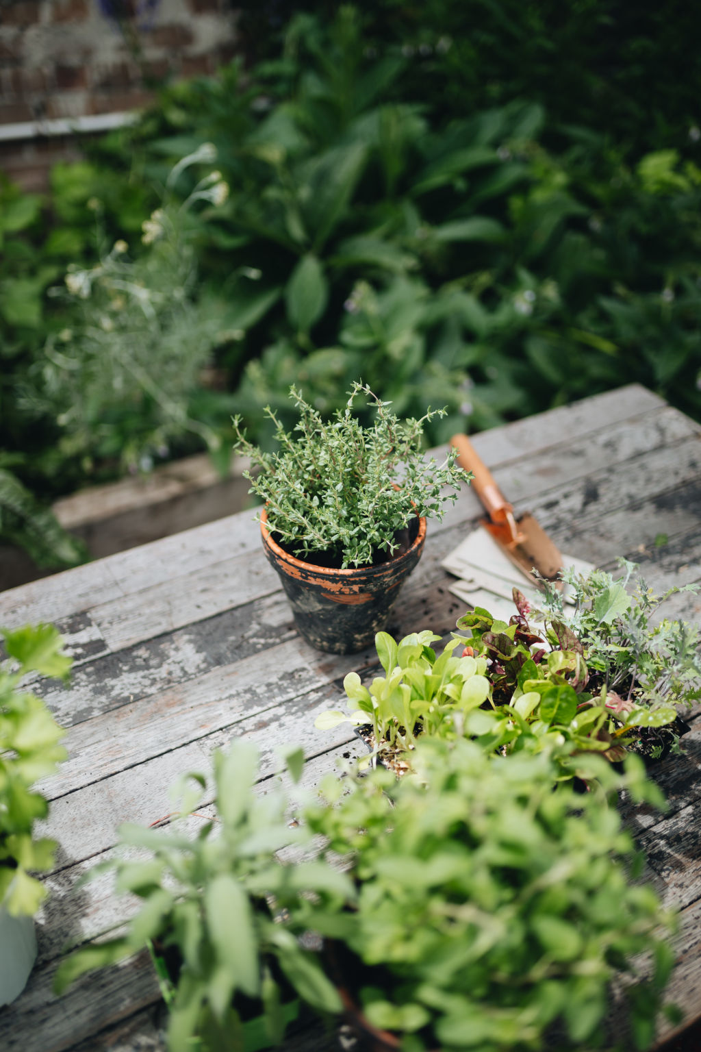 These leafy herbs can be grown in less sun and watered a few times a week.  Photo: Alex Carlyle