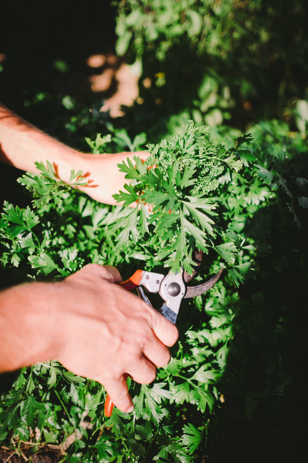 Pick the leaves as needed and use a fortnightly organic liquid fertiliser to promote fresh new growth.  Photo: Alex Carlyle