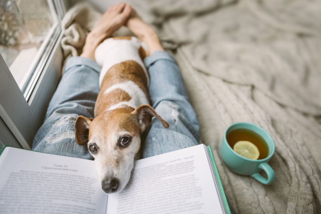 Pets and bidets are for life, not just for lockdown. Photo: iStock