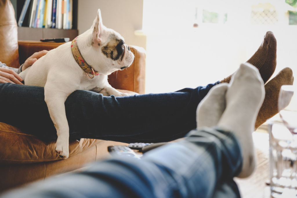 Millennials leaving the TV on is another sign that they are more in tune with the needs of their dogs. Photo: iStock