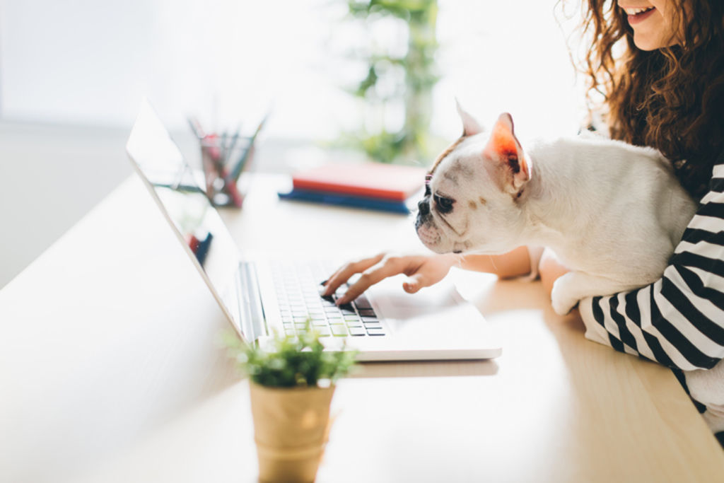 Smaller dogs and cats with 'smooshed-in' faces have respiratory issues and are prone to overheating. Photo: iStock