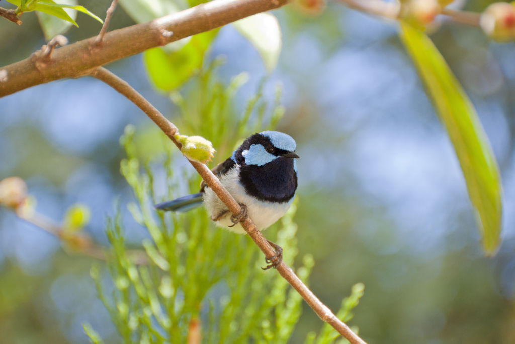 'When the habitat goes, so do the birds': Urban sprawl killing native bird species' homes