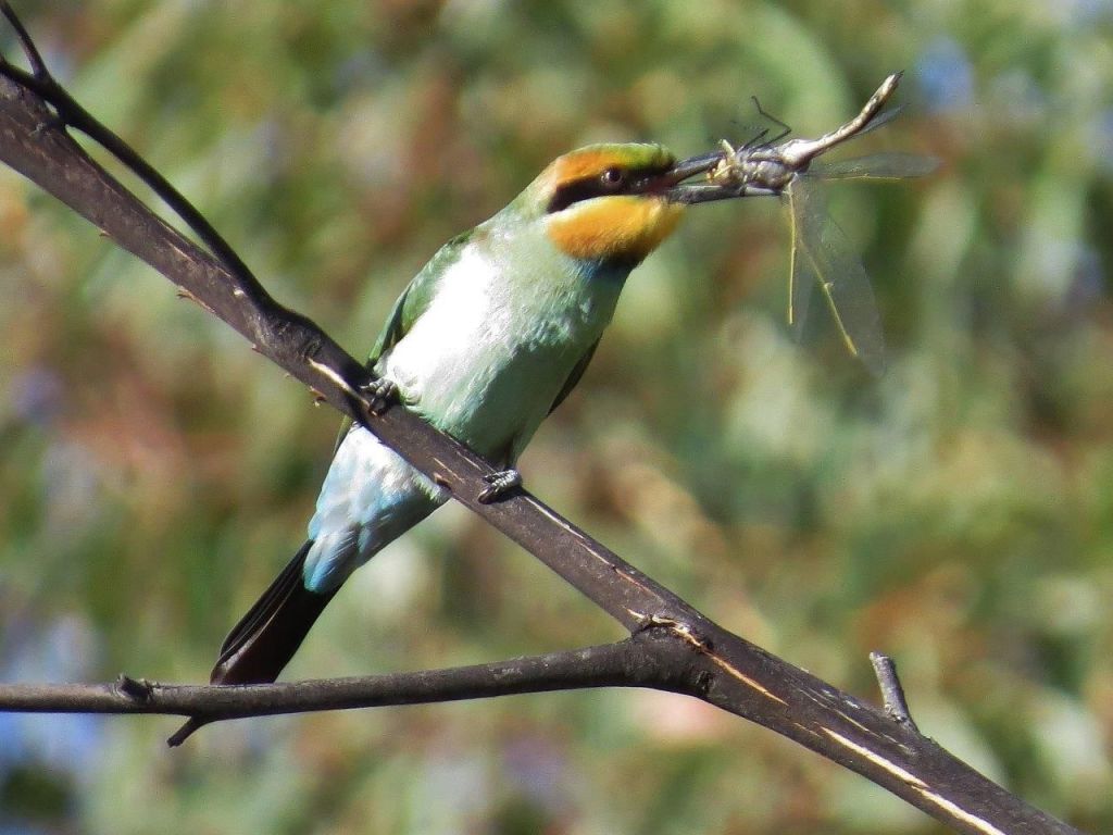 The rainbow bee-eater, a common species, has been in decline for years. Photo: John Bundock