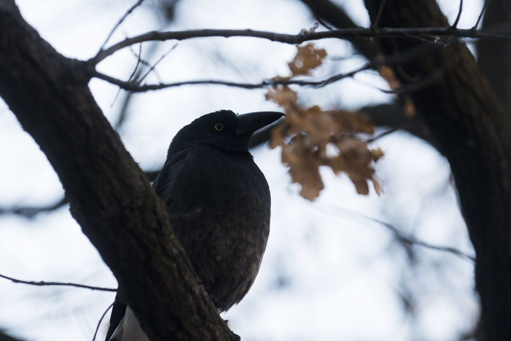 Bigger and louder species like the magpie are more prevalent in backyards now, according to the researchers. Photo: Dion Georgopoulos