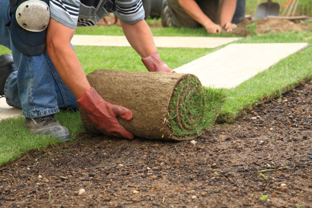 Brand new turf (or seed) is sometimes your only option. Photo: iStock
