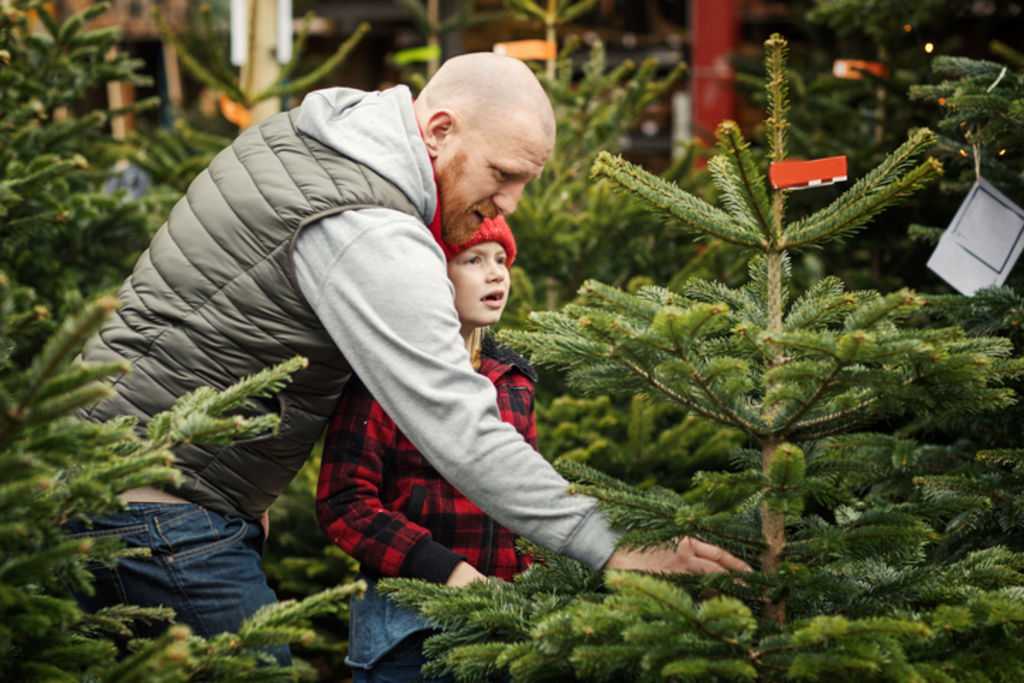 Many tree farms now offer fresh trees from renewable plantations. Photo: iStock