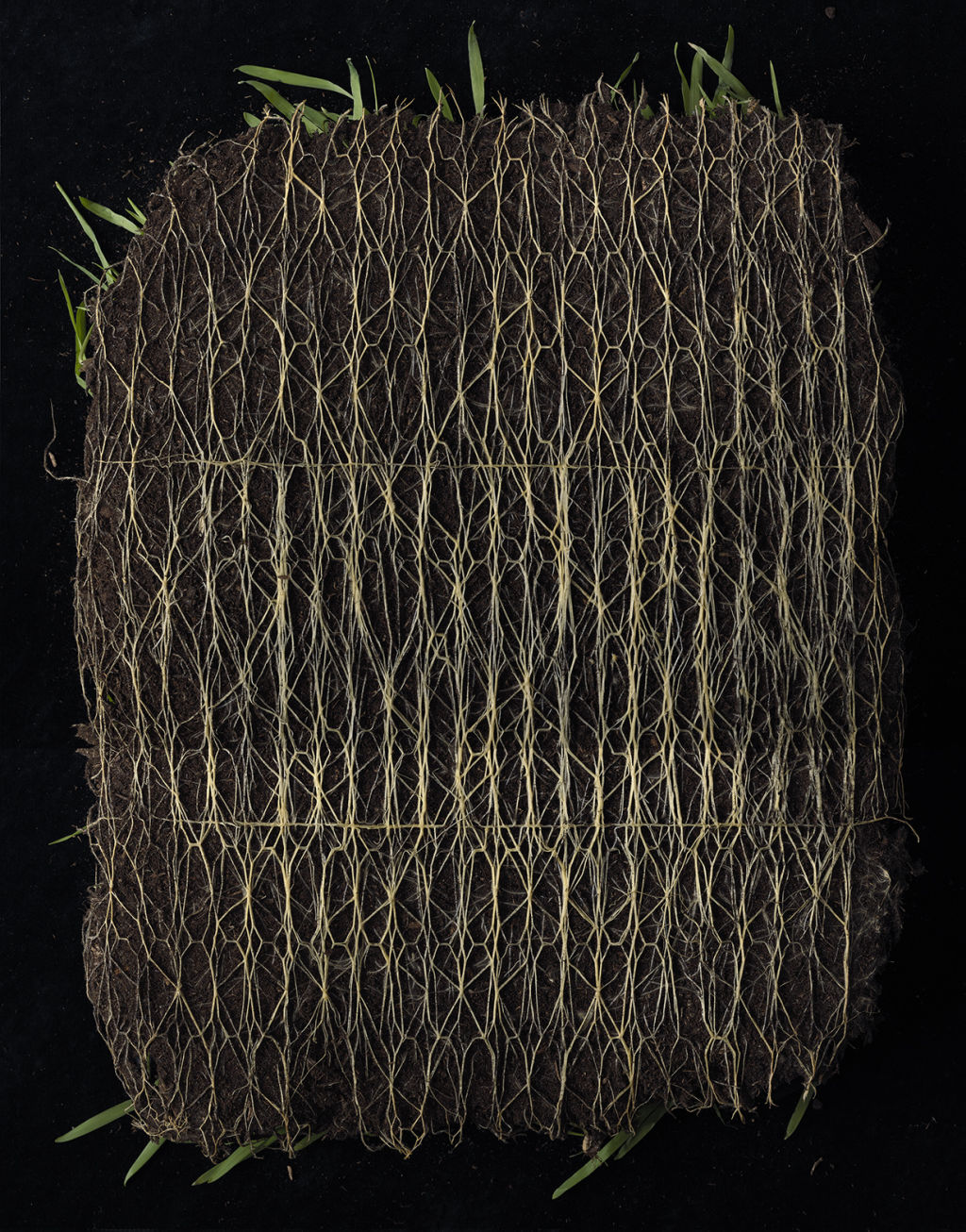 Yes, you're reading it right - plant root will grow organic lace. Photo: Trend Union