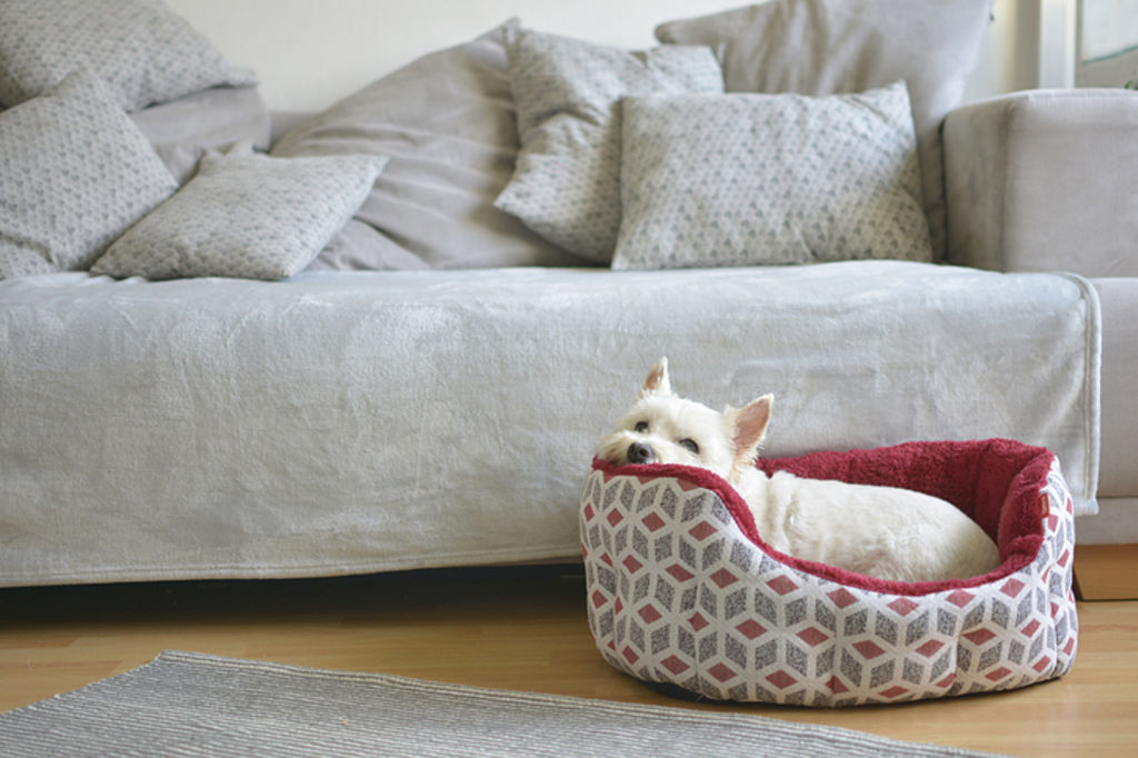 Pets require special attention when moving home. Photo: iStock