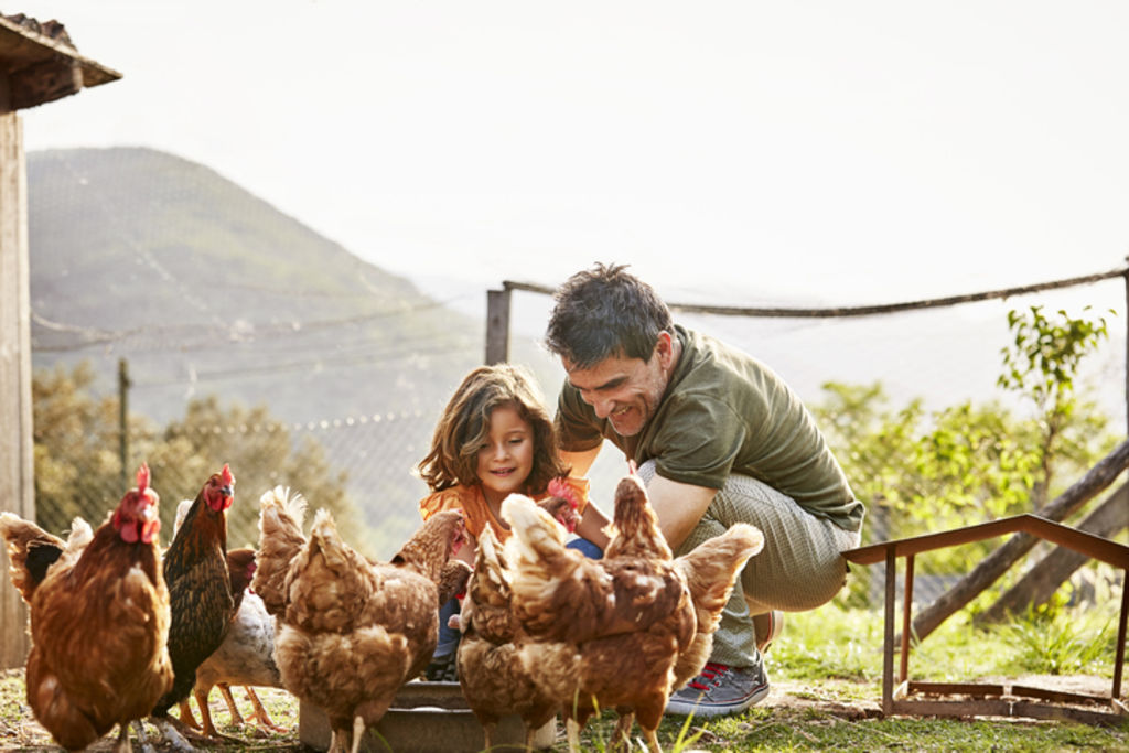 There is something to be said for the sustainability benefits of having chooks. Photo: iStock