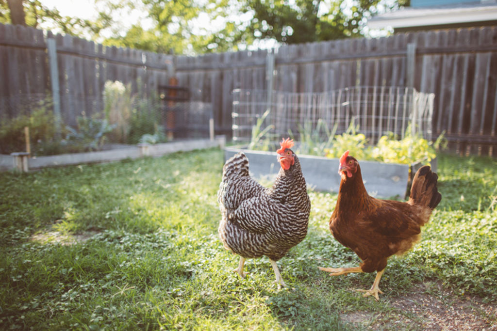 Backyards with vegetable gardens and chickens are highly valued because of the pandemic. Photo: iStock