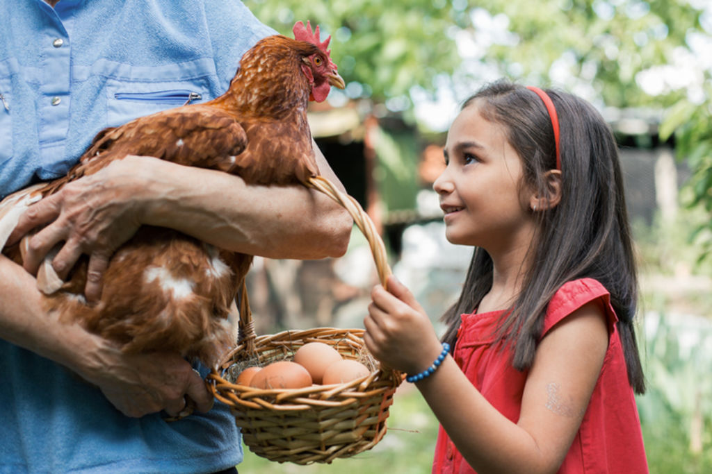 Keeping backyard chickens is a current trend. Photo: iStock
