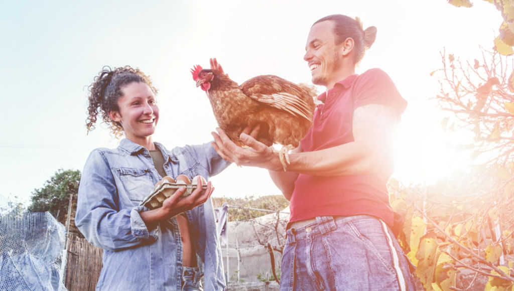 Our rooster crows from 4am every day. All day. Photo: iStock