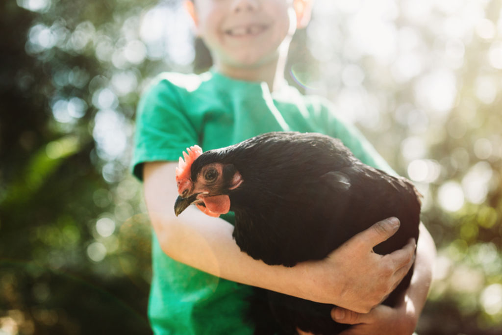 I’ll admit that, when we first got chickens, we loved the sight of them dotted around the backyard. Photo: iStock