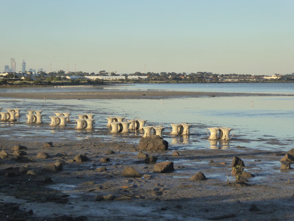 Pods containing mangrove seedlings planted along the Hobsons Bay council's foreshore. Photo: Hobsons Bay City Council