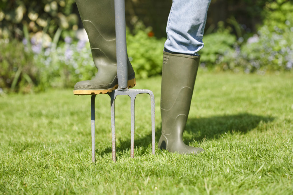 A garden fork is all that's required to aerate small lawns, but a lawn aerator may be best for large lawns. Photo: iStock