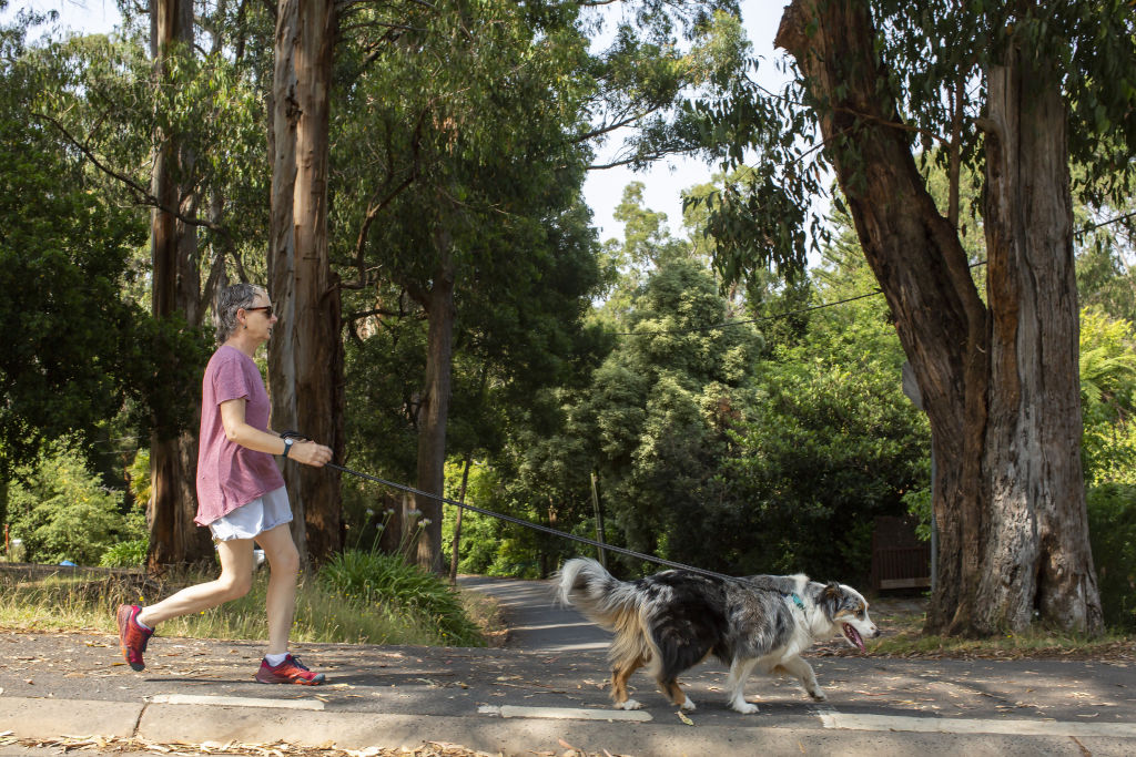 An Upwey resident out for a walk.  Photo: Stephen McKenzie