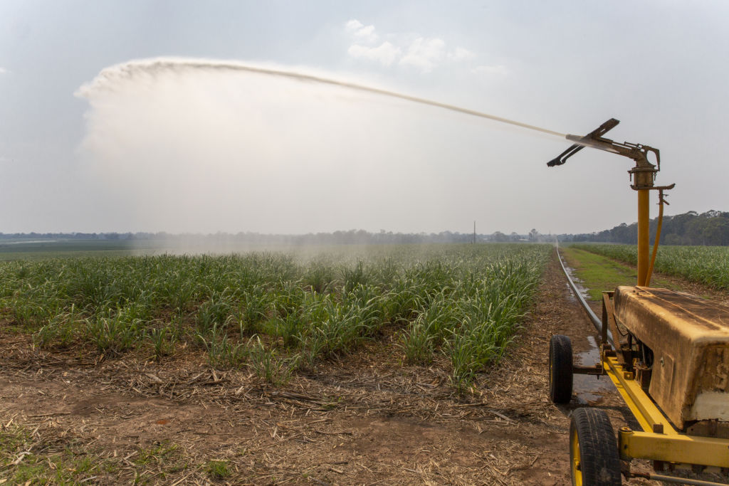 A water cannon spraying water onto cane.  Photo: Tammy Law